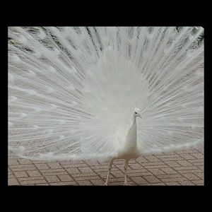 Thank you for visiting my closet   😀🌹